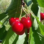 Fattoria La Cona * Ascoli Piceno