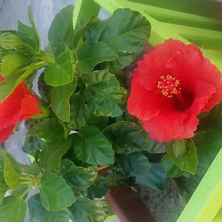 Agroturismo Fattoria La Cona Ascoli Piceno