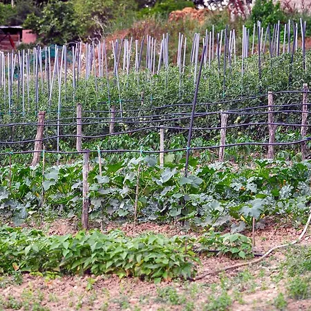 Feriegård Fattoria La Cona