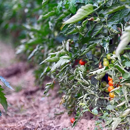 Fattoria La Cona Ascoli Piceno