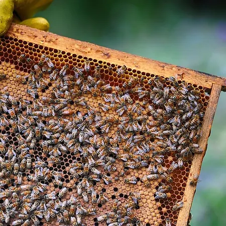 Agroturismo Fattoria La Cona