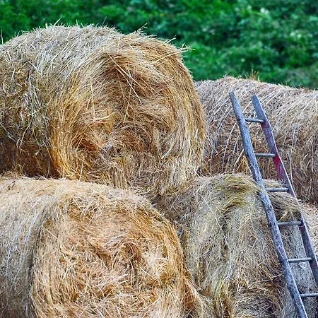 Fattoria La Cona Séjour à la ferme Ascoli Piceno