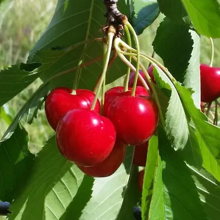 Fattoria La Cona * Ascoli Piceno
