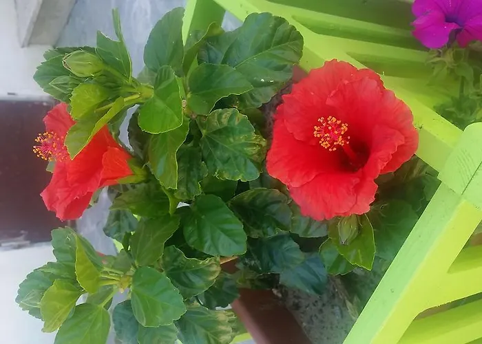 مزرعة للإقامة Fattoria La Cona أسكولي بيتشينو