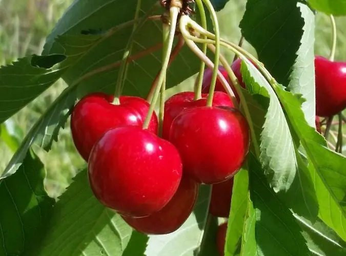 Fattoria La Cona * أسكولي بيتشينو